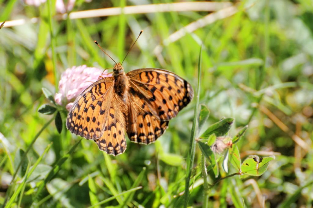 Argynnis aglaja? S